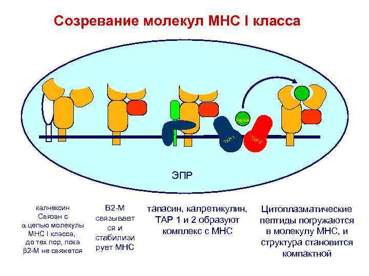 Созревание молекул MHC I класса Peptide TA P- P-1 1 -1 A TP TA