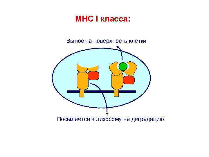 MHC I класса: Вынос на поверхность клетки Посылается в лизосому на деградацию 