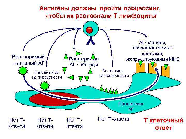 Антигены должны пройти процессинг, чтобы их распознали Т лимфоциты T Y Растворимый нативный АГ