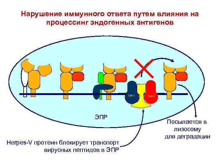 Нарушение иммунного ответа путем влияния на процессинг эндогенных антигенов Peptide TA P- -1 1