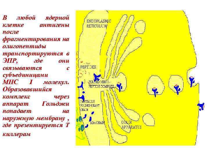 В любой ядерной клетке антигены после фрагментирования на олигопептиды транспортируются в ЭПР, где они