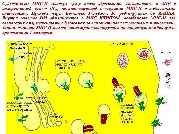 Субъединицы MHC-II молекул сразу после образования соединяются в ЭПР с инвариантной цепью (IC), препятствующей