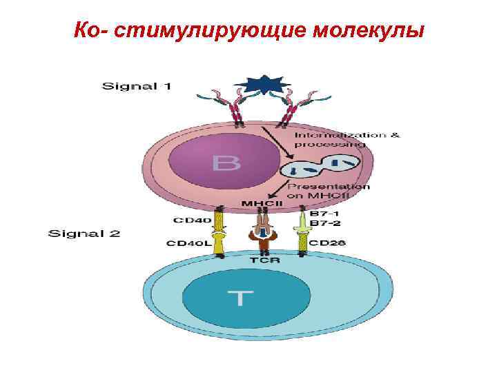 Ко- стимулирующие молекулы 