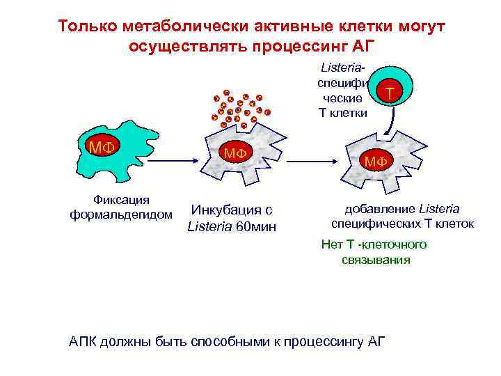 Только метаболически активные клетки могут осуществлять процессинг АГ Listeriaспецифи ческие T клетки M Фиксация