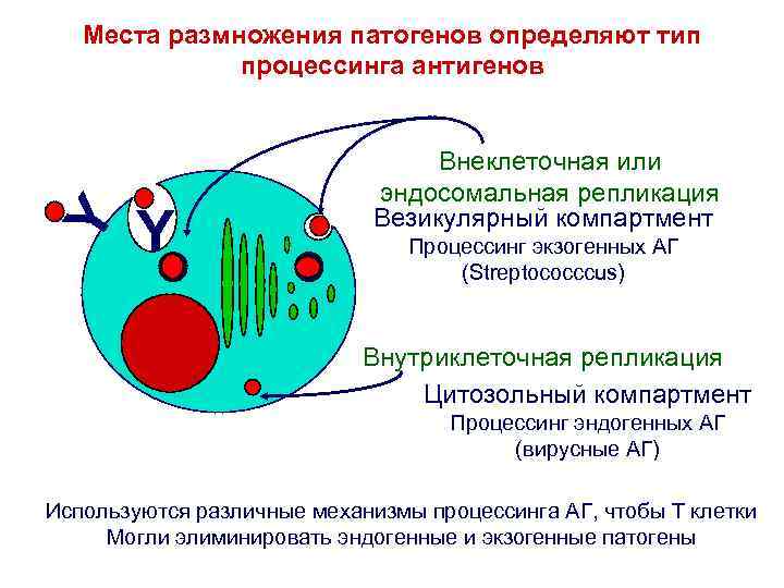 Y Места размножения патогенов определяют тип процессинга антигенов Y Внеклеточная или эндосомальная репликация Везикулярный