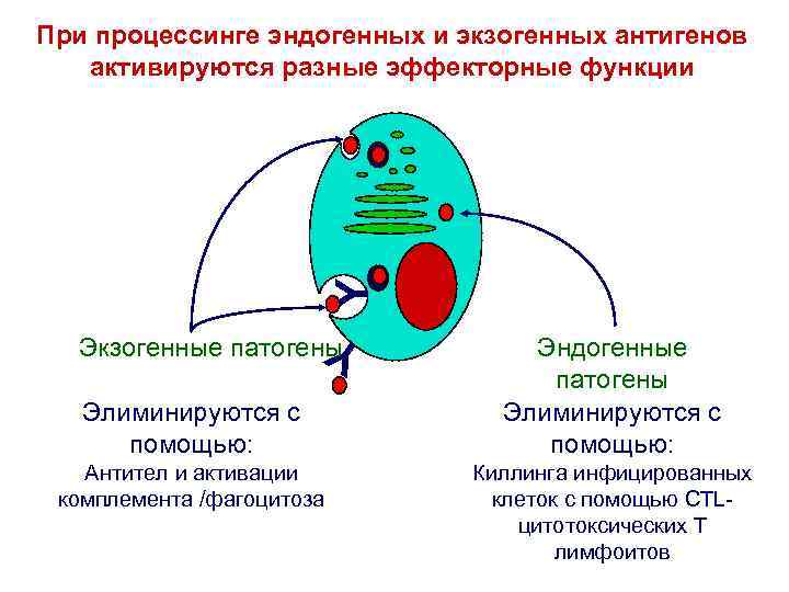 Y При процессинге эндогенных и экзогенных антигенов активируются разные эффекторные функции Экзогенные патогены Y