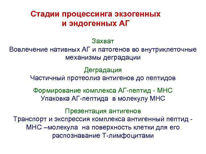 Стадии процессинга экзогенных и эндогенных АГ Захват Вовлечение нативных АГ и патогенов во внутриклеточные