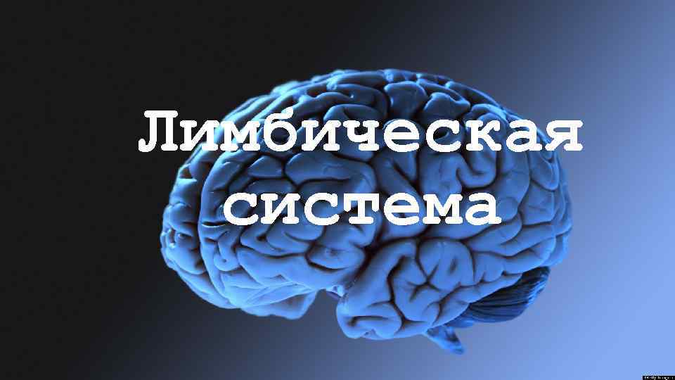 Лимбическая система 