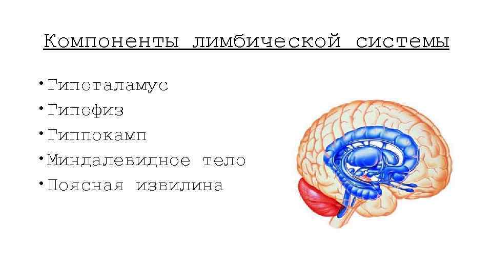 Компоненты лимбической системы Гипоталамус Гипофиз Гиппокамп Миндалевидное тело Поясная извилина 