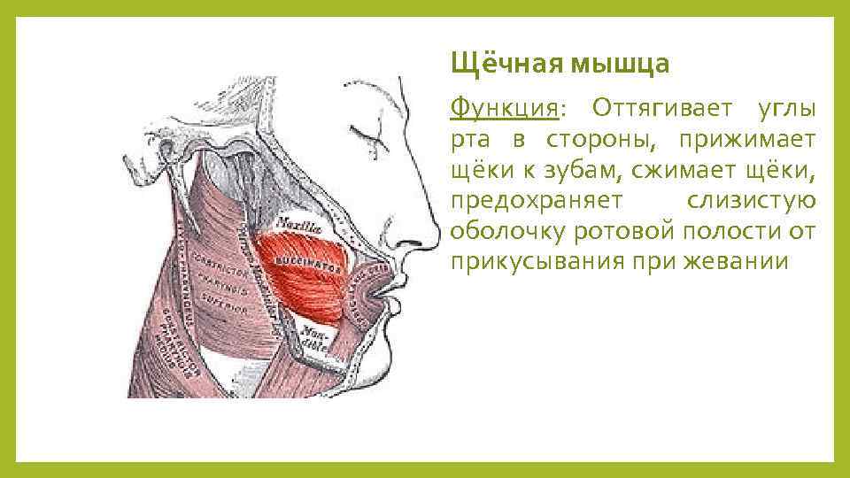 Щёчная мышца Функция: Оттягивает углы рта в стороны, прижимает щёки к зубам, сжимает щёки,