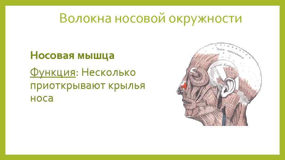 Волокна носовой окружности Носовая мышца Функция: Несколько приоткрывают крылья носа 