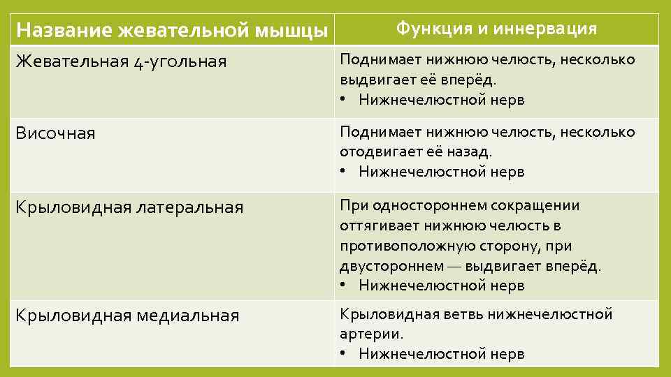 Название жевательной мышцы Функция и иннервация Жевательная 4 -угольная Поднимает нижнюю челюсть, несколько выдвигает