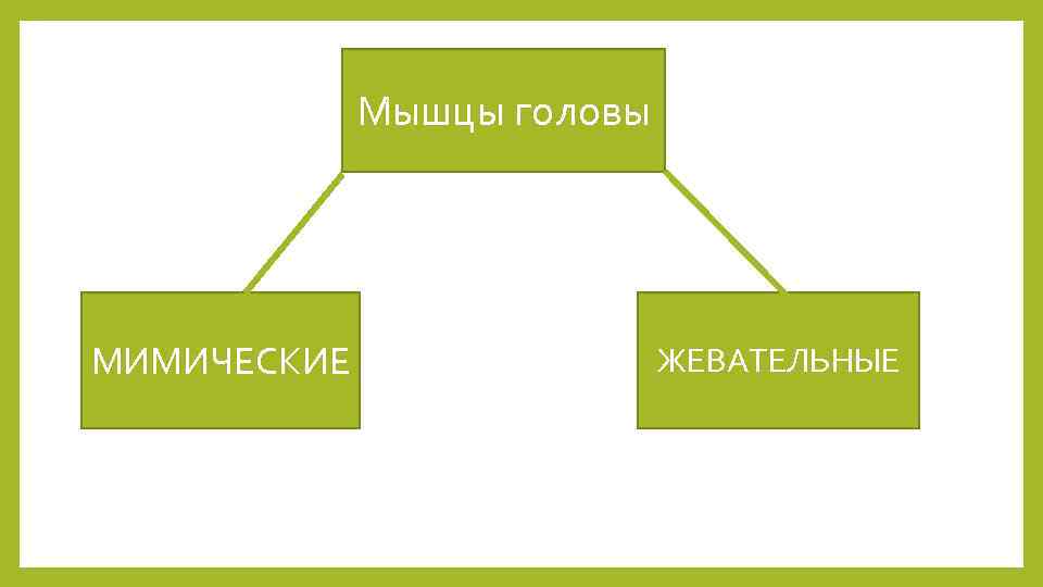 Мышцы головы МИМИЧЕСКИЕ ЖЕВАТЕЛЬНЫЕ 