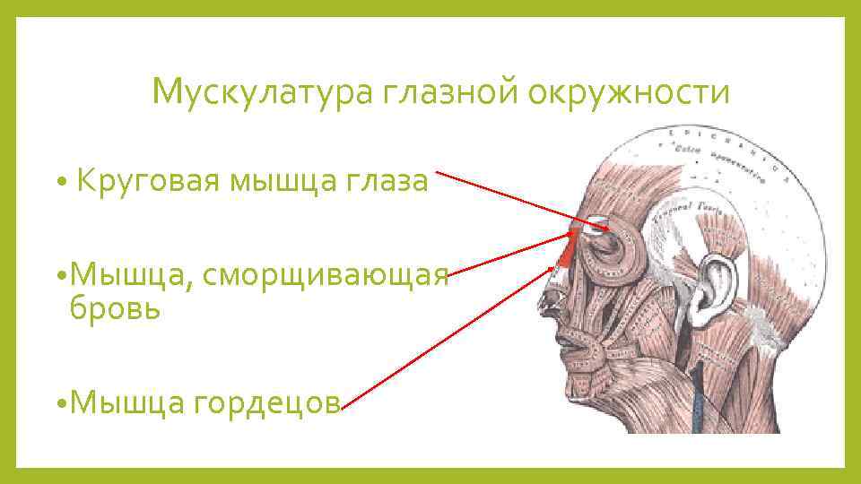 Мускулатура глазной окружности • Круговая мышца глаза • Мышца, сморщивающая бровь • Мышца гордецов