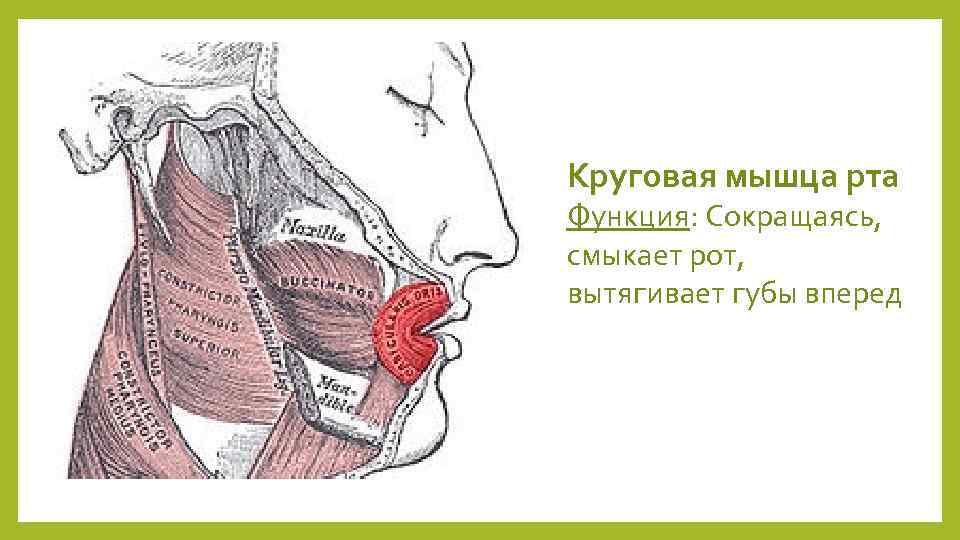 Круговая мышца рта фото