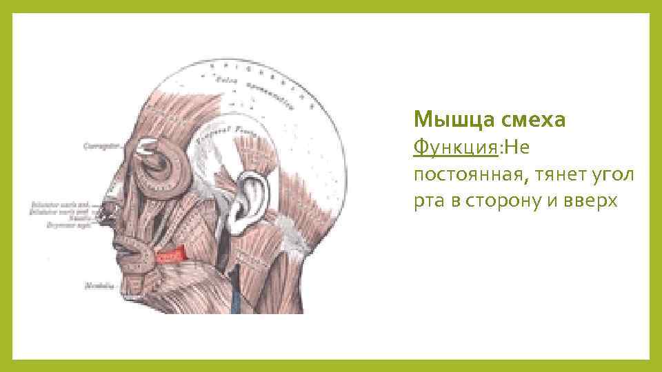 Мышца смеха Функция: Не постоянная, тянет угол рта в сторону и вверх 