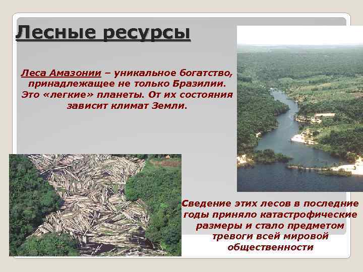 Лесные ресурсы Леса Амазонии – уникальное богатство, принадлежащее не только Бразилии. Это «легкие» планеты.