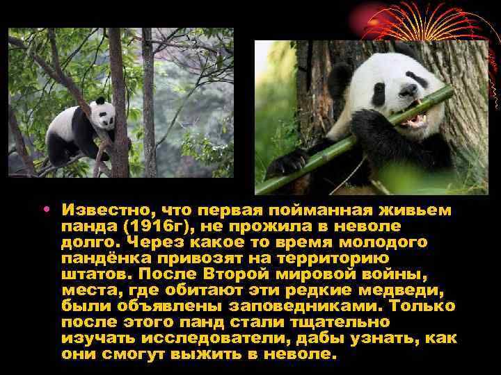 Большая панда катюша