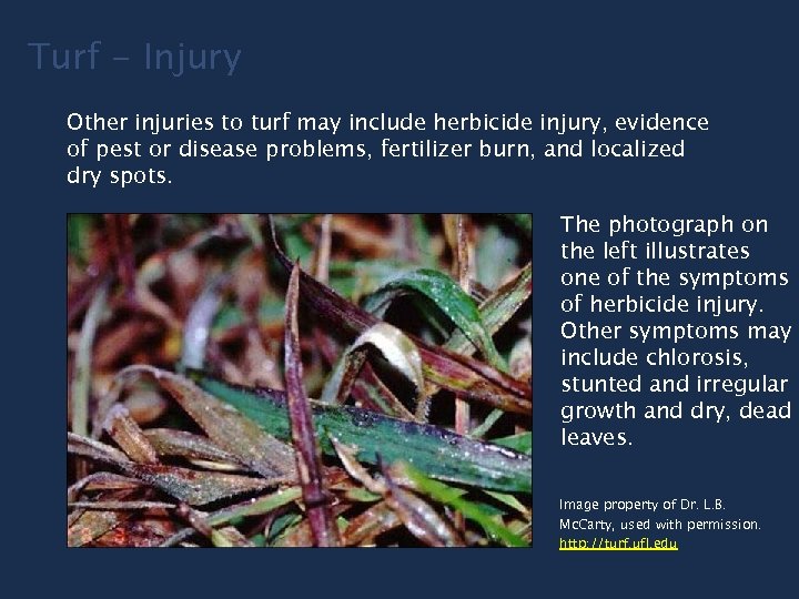 Turf - Injury Other injuries to turf may include herbicide injury, evidence of pest