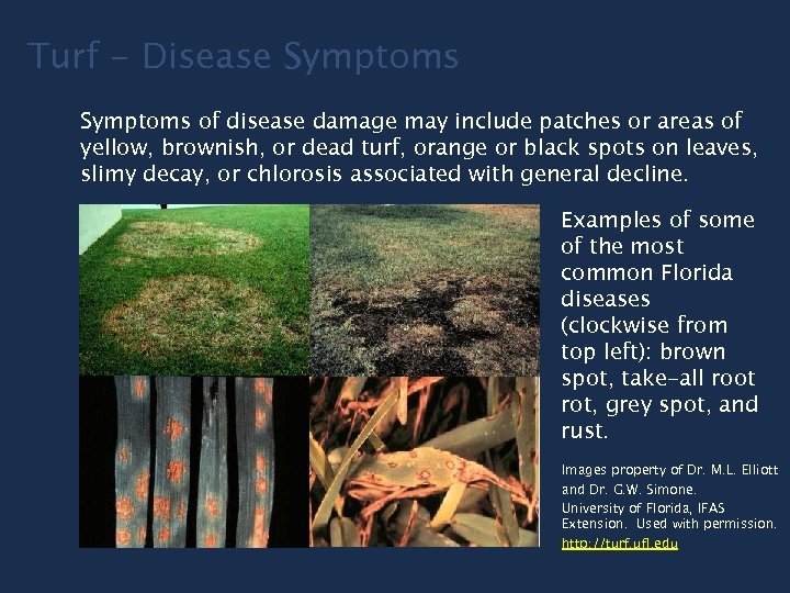 Turf - Disease Symptoms of disease damage may include patches or areas of yellow,
