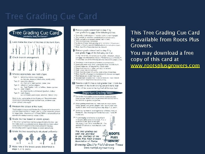 Tree Grading Cue Card This Tree Grading Cue Card is available from Roots Plus