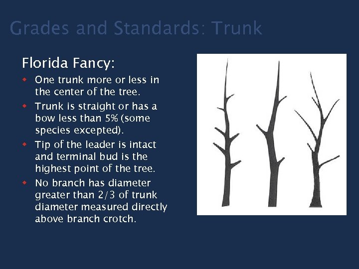 Grades and Standards: Trunk Florida Fancy: w One trunk more or less in the
