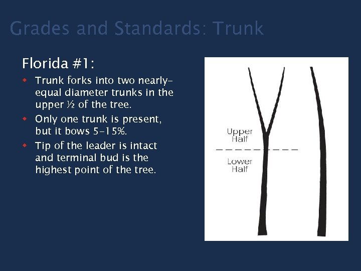 Grades and Standards: Trunk Florida #1: w Trunk forks into two nearlyequal diameter trunks
