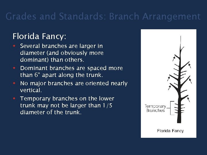 Grades and Standards: Branch Arrangement Florida Fancy: w Several branches are larger in diameter
