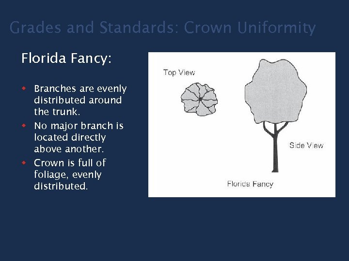 Grades and Standards: Crown Uniformity Florida Fancy: w Branches are evenly distributed around the