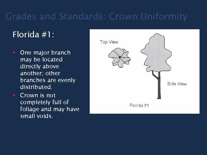 Grades and Standards: Crown Uniformity Florida #1: w One major branch may be located
