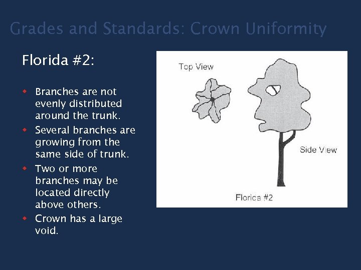Grades and Standards: Crown Uniformity Florida #2: w Branches are not evenly distributed around