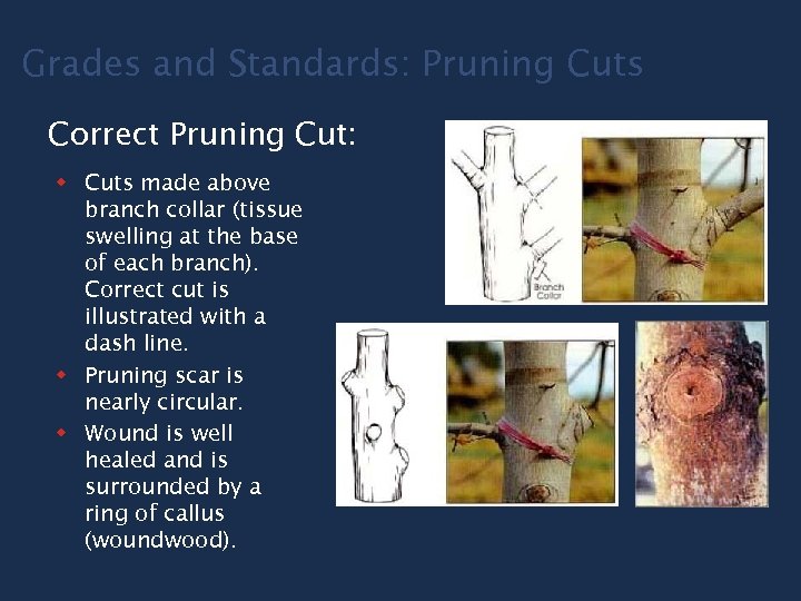 Grades and Standards: Pruning Cuts Correct Pruning Cut: w Cuts made above branch collar