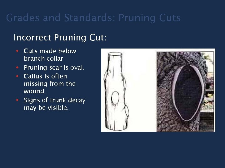 Grades and Standards: Pruning Cuts Incorrect Pruning Cut: w Cuts made below branch collar