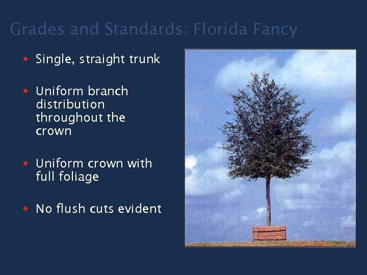 Grades and Standards: Florida Fancy w Single, straight trunk w Uniform branch distribution throughout