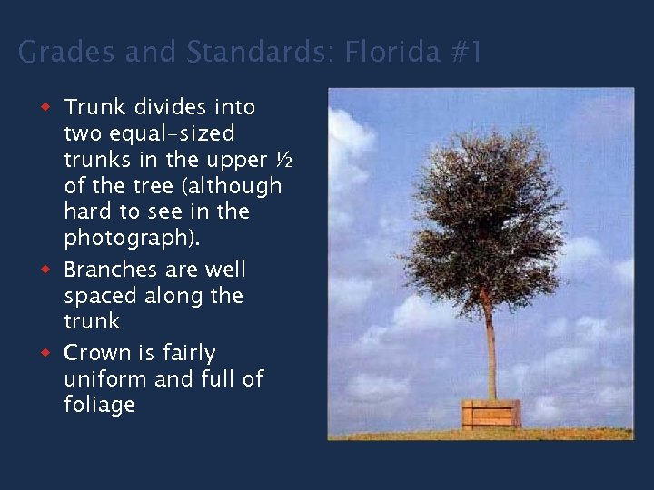 Grades and Standards: Florida #1 w Trunk divides into two equal-sized trunks in the