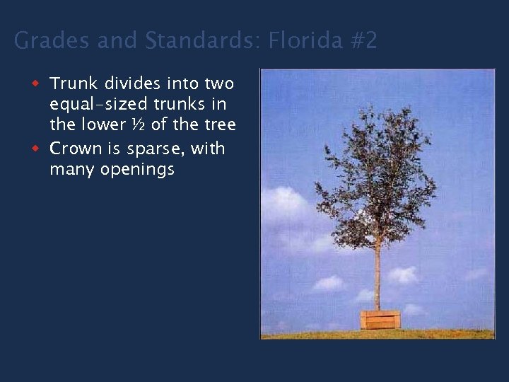 Grades and Standards: Florida #2 w Trunk divides into two equal-sized trunks in the