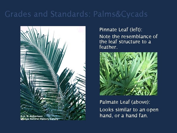 Grades and Standards: Palms&Cycads Pinnate Leaf (left): Note the resemblance of the leaf structure