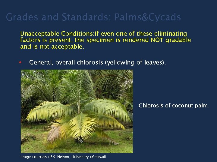 Grades and Standards: Palms&Cycads Unacceptable Conditions: If even one of these eliminating factors is