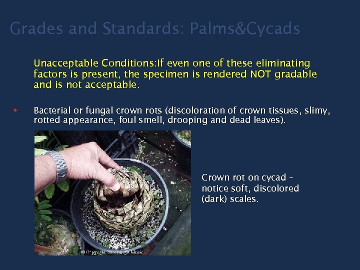 Grades and Standards: Palms&Cycads Unacceptable Conditions: If even one of these eliminating factors is