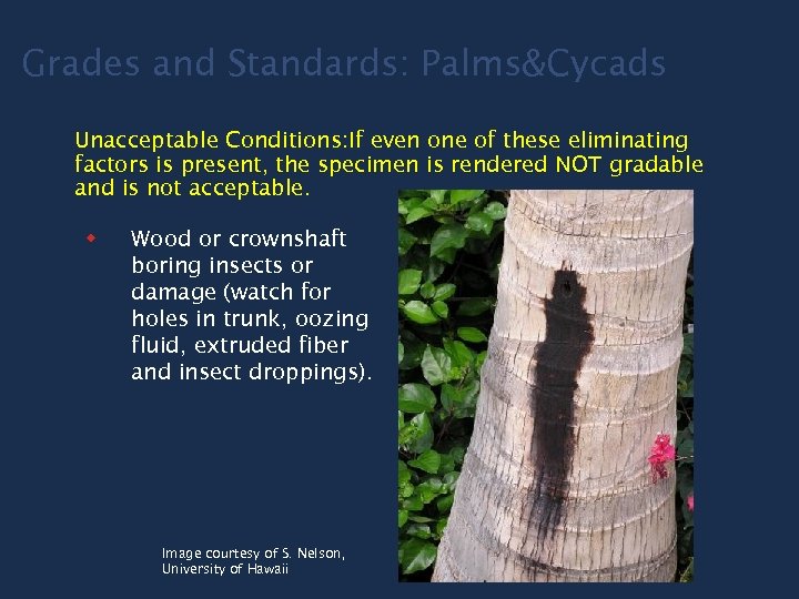 Grades and Standards: Palms&Cycads Unacceptable Conditions: If even one of these eliminating factors is