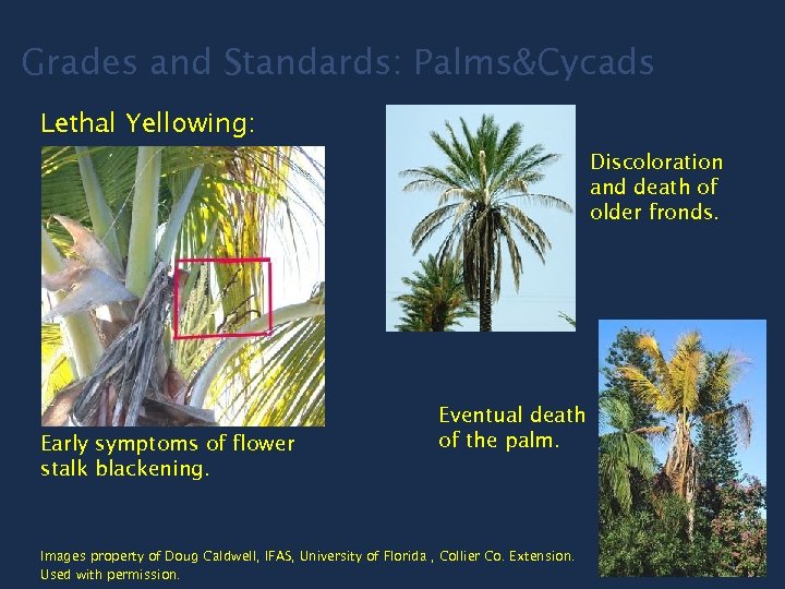 Grades and Standards: Palms&Cycads Lethal Yellowing: Discoloration and death of older fronds. Early symptoms