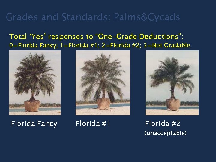 Grades and Standards: Palms&Cycads Total ‘Yes’ responses to “One-Grade Deductions”: 0=Florida Fancy; 1=Florida #1;