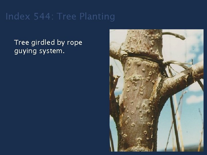 Index 544: Tree Planting Tree girdled by rope guying system. 