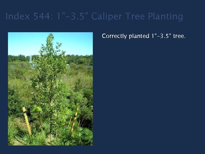 Index 544: 1”-3. 5” Caliper Tree Planting Correctly planted 1”-3. 5” tree. 