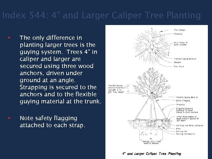 Index 544: 4” and Larger Caliper Tree Planting w The only difference in planting