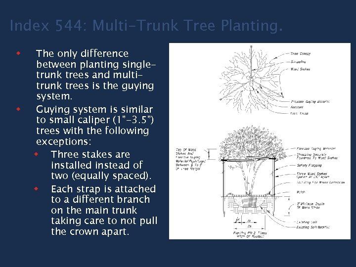Index 544: Multi-Trunk Tree Planting. w w The only difference between planting singletrunk trees