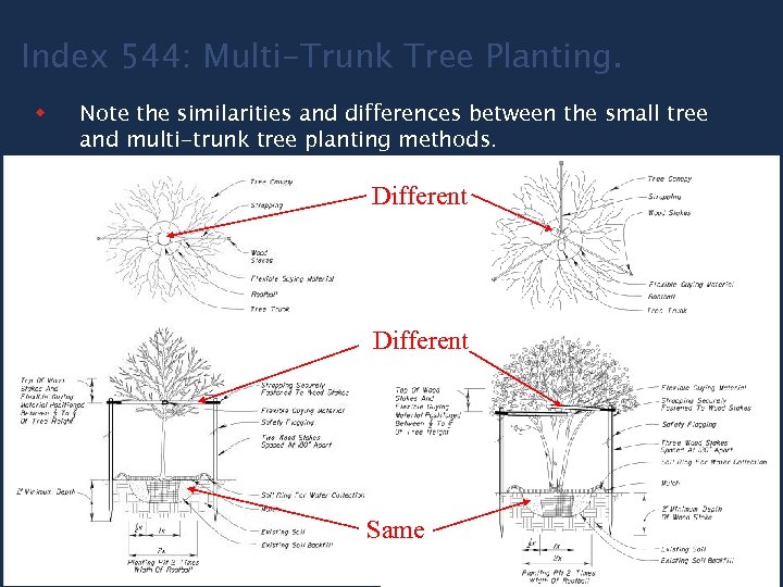 Index 544: Multi-Trunk Tree Planting. w Note the similarities and differences between the small