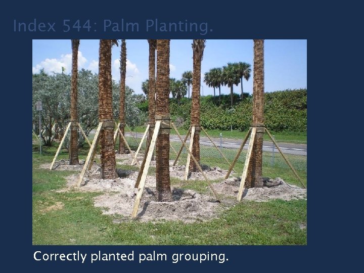 Index 544: Palm Planting. Correctly planted palm grouping. 