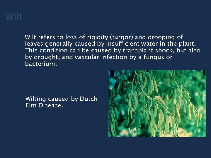 Wilt refers to loss of rigidity (turgor) and drooping of leaves generally caused by