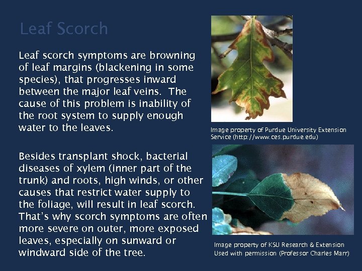 Leaf Scorch Leaf scorch symptoms are browning of leaf margins (blackening in some species),